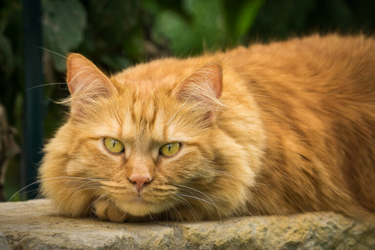 Qual a raça de gato que vive mais?