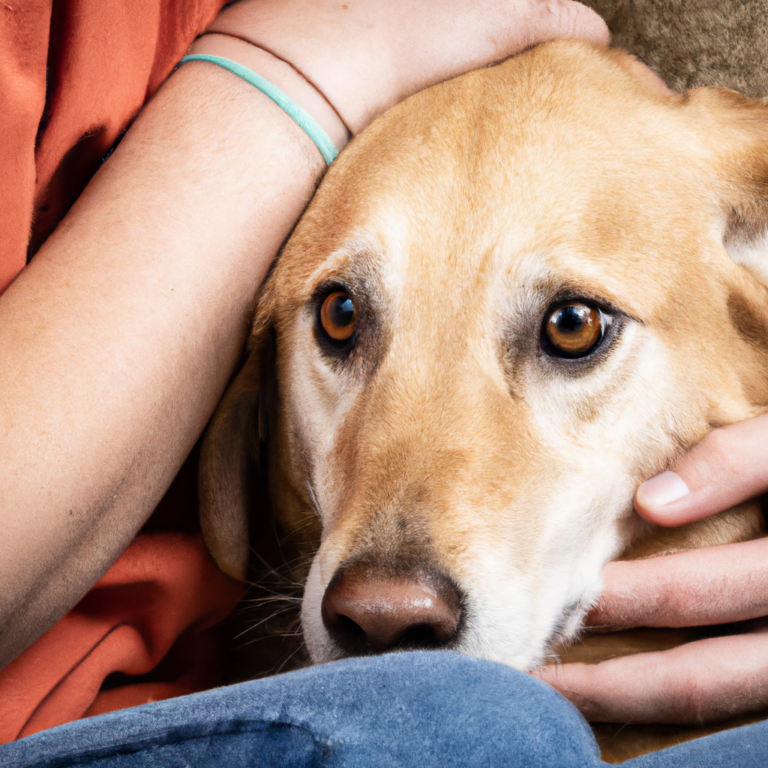 O que significa quando o cachorro fica muito perto do dono?