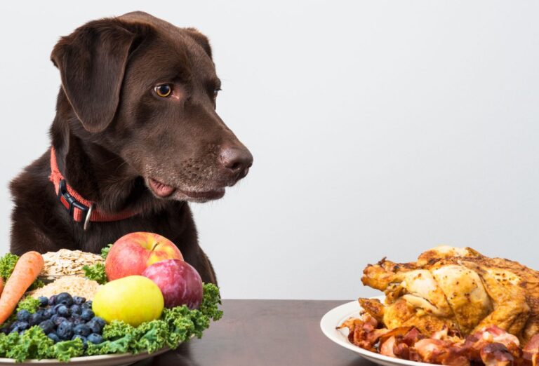 Cachorros e Alimentação Caseira