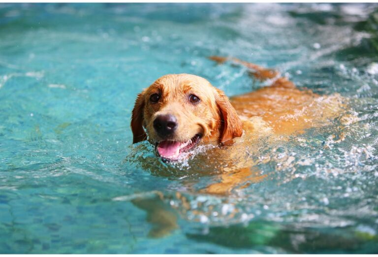 Cachorros e Suas Necessidades de Exercício