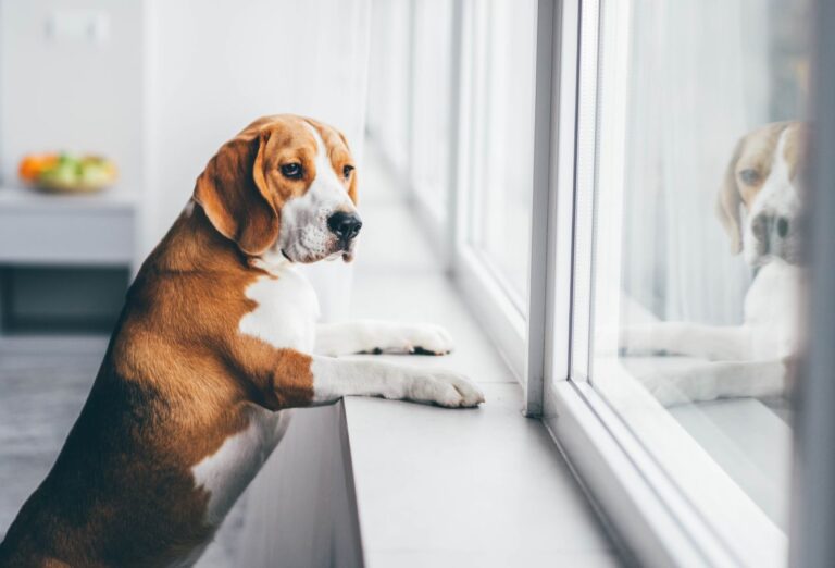 Como Ajudar seu Cachorro a Lidar com a Ansiedade