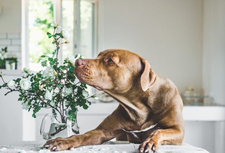 Como Evitar Mau Cheiro em Cachorro