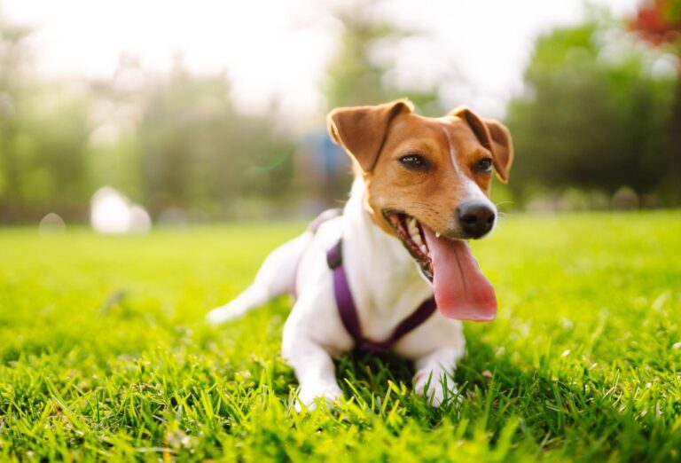 Como Fazer um Repelente para Cachorro