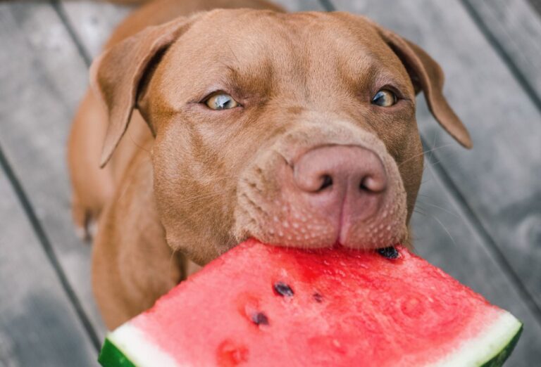 Melancia para Cachorro