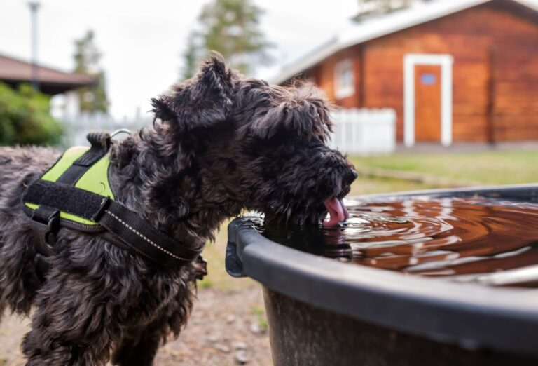 O Que os Cães Podem Beber