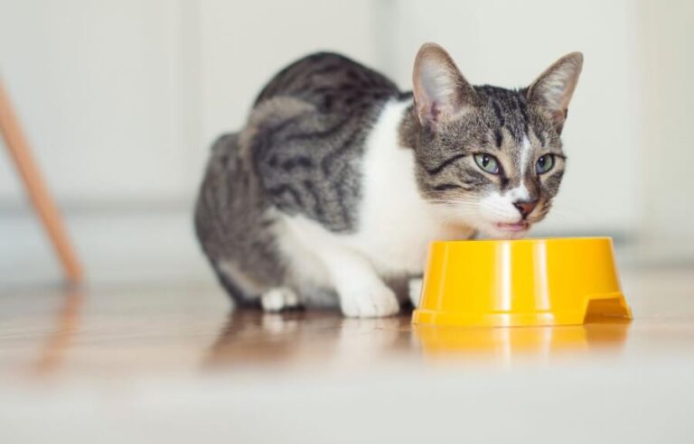 O que Gato pode Comer fora Ração?