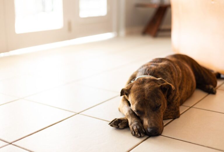 O que Significa o Cachorro Dormir na Porta do Quarto