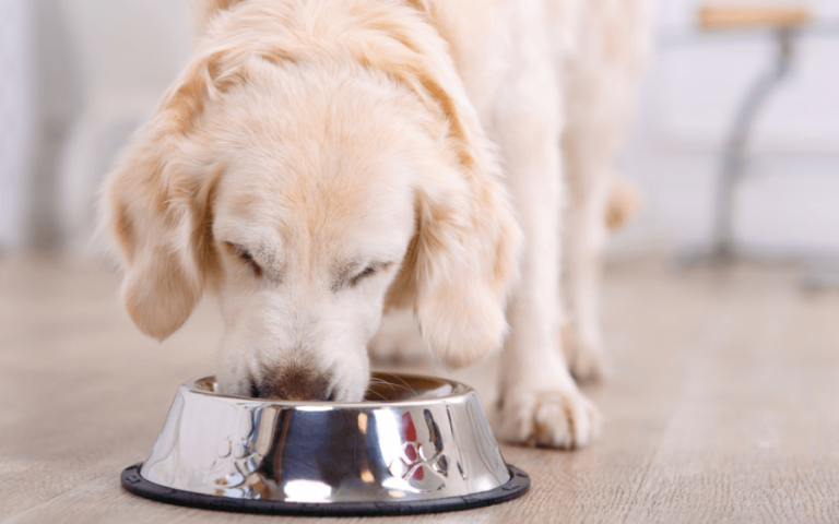 Pode dar Beterraba para o Cachorro?