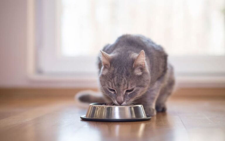 Pode dar Carne de Porco para o Gato?