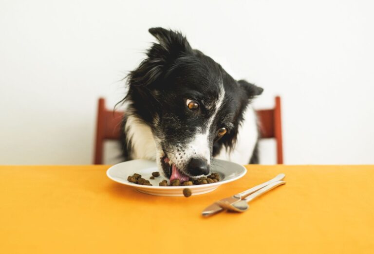 Pode dar Feijão para Cachorro