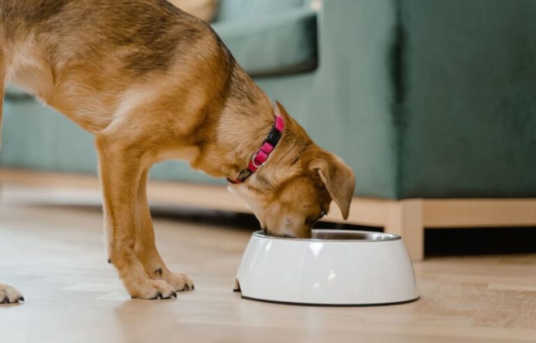 Pode dar Mandioca para o Cachorro?