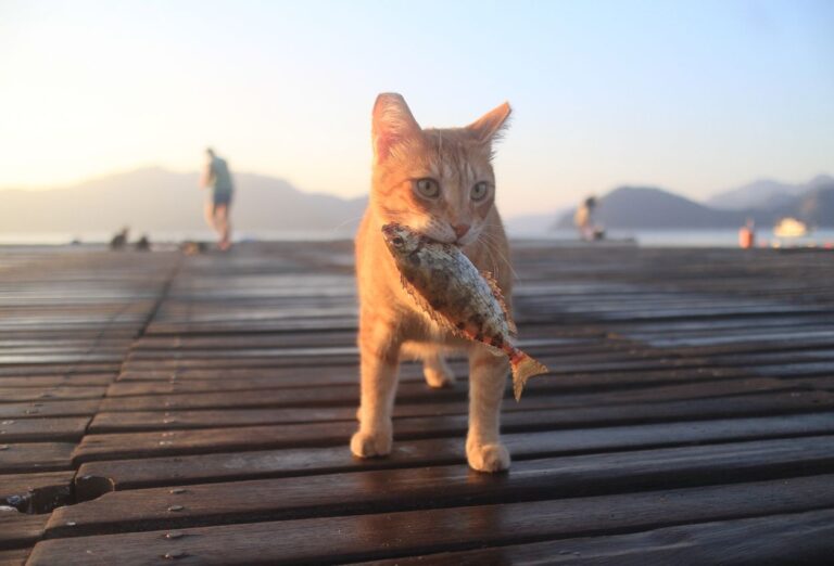 Pode dar Peixe para o Gato