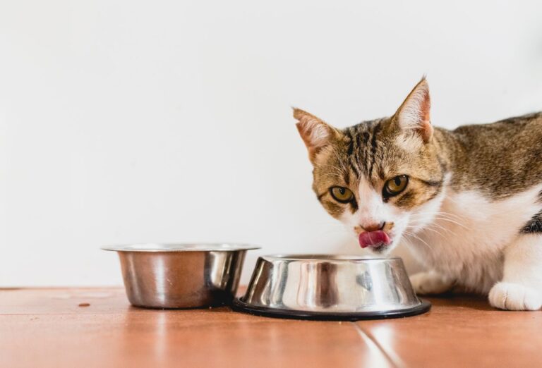 Quais Comidas Naturais pode dar para Gato