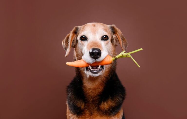 Quais os Legumes que o Cachorro não Pode Comer?