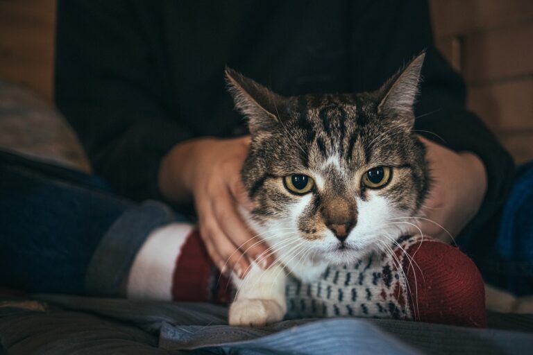 Gato nas Pernas do Dono