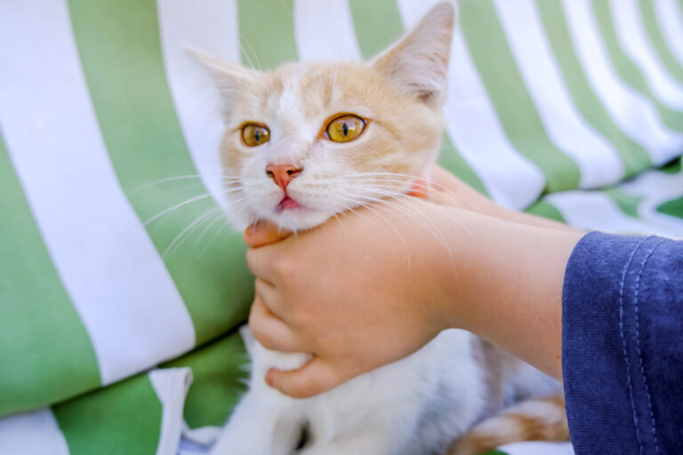 Children's hands squeeze the kitten's neck. The child holds the kitten by force, a bad unsuccessful attempt to play with it. High quality photo