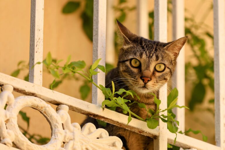 Gato olhando nos Olhos