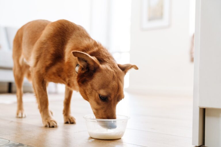 Pode Dar Leite ao Cachorro?