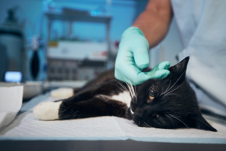 Gato com Infecção Urinária