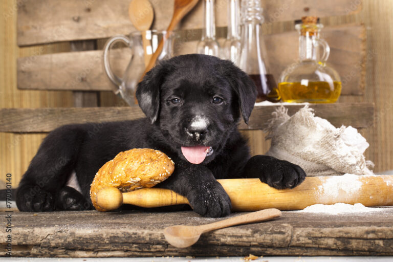 Pão para Cachorro