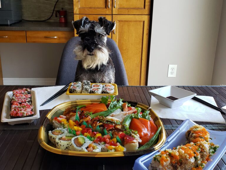 Pode dar arroz para cachorro?