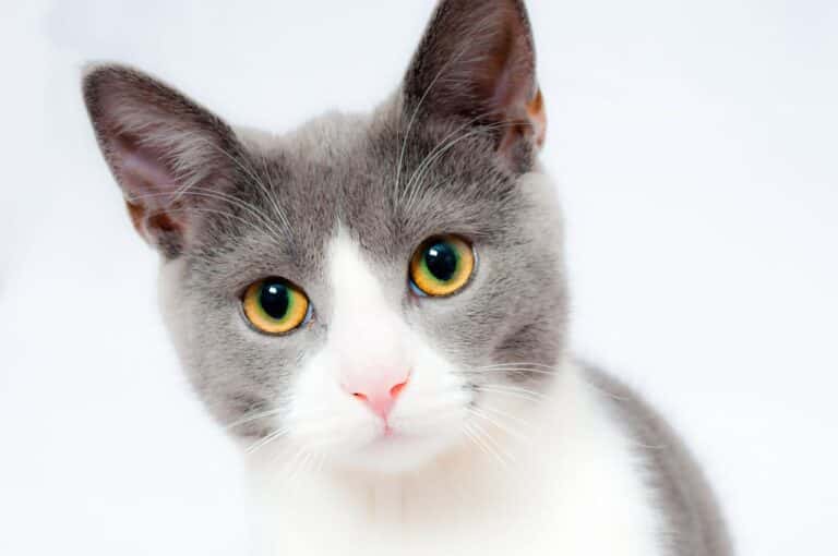 Pode dar ração de gato castrado para gato que não é castrado?