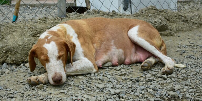 Cachorra Grávida