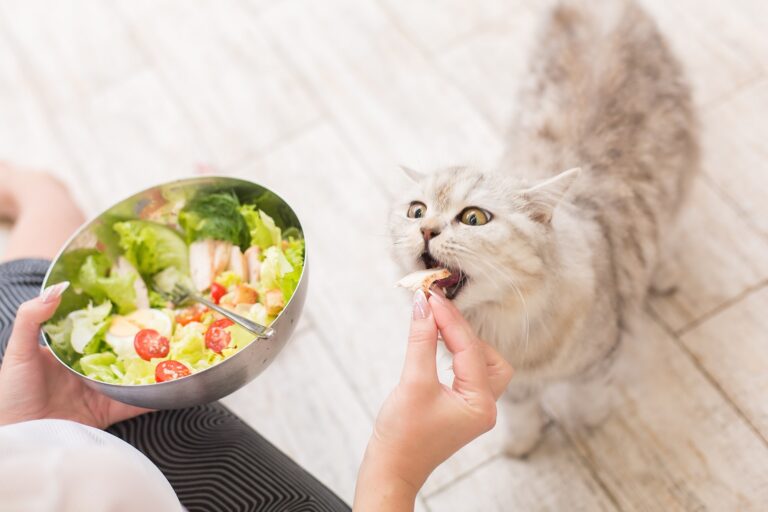 Comida para Gato