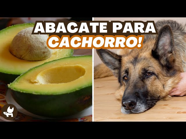 porque-cachorro-nao-pode-comer-abacate