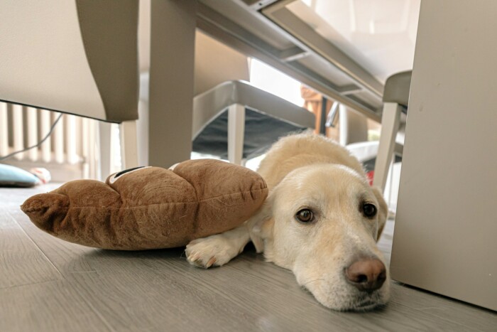 Cachorro com Diarréia