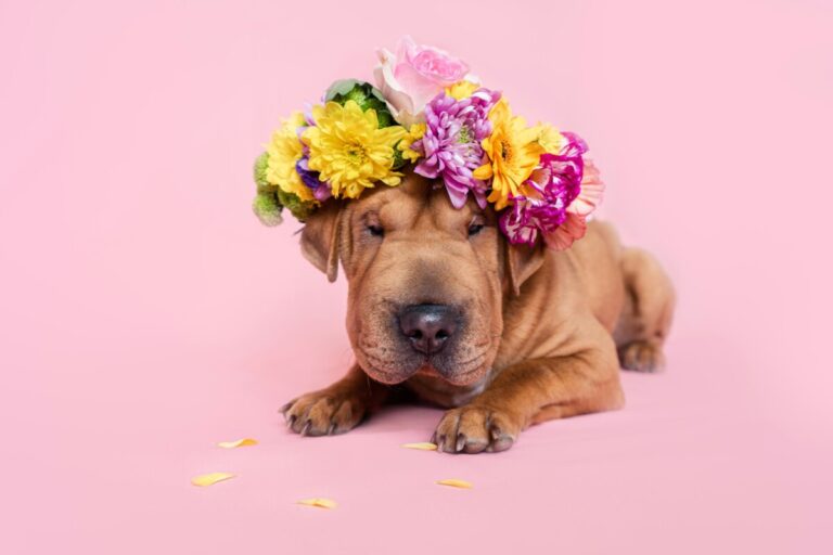 Beautiful Shar pei puppy portrait