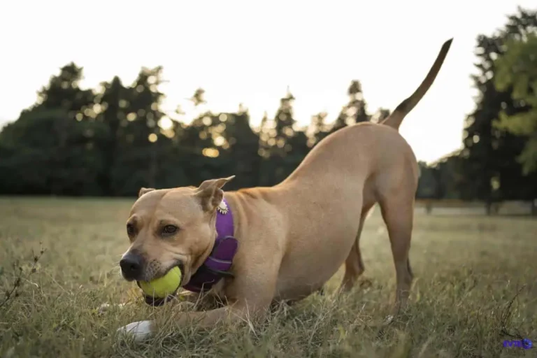 Exercícios para o pet manter um peso saudável