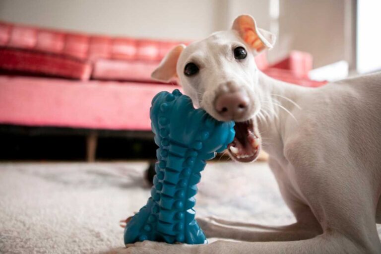 Como escolher o brinquedo ideal para cada fase da vida do cachorro