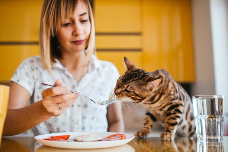 Gato pode comer alimentos naturais? Entenda indicações e melhores opções de comida